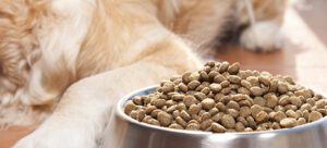 Brasil é o segundo maior mercado do mundo de Pet Food
