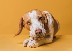 Petiscos pet food: o que não pode faltar no desenvolvimento