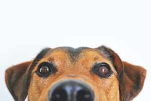 Proteína do trigo no segmento pet: benefícios e aplicação